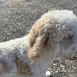 Aussiedoodles and Bernedoodles from Sleepy Hollow Mountain Doodles
