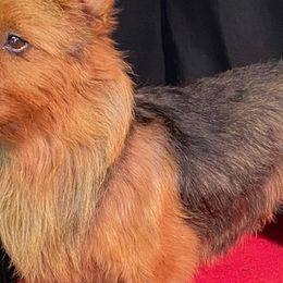 Arvo - Australian Terrier