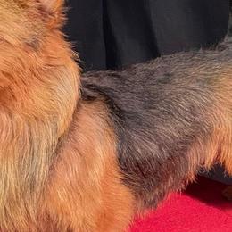 Arvo - Australian Terrier