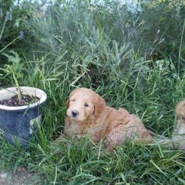 Assorted Doodle Crosses Puppies from Southern Star Goldendoodles
