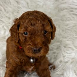 Petey - Red  male Poodle puppy in Hawthorne, Florida from Loblolly Ranch