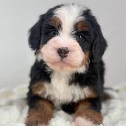 Cadence - Tri-color female Bernedoodle puppy in Fleming, Colorado from Vandenbark Doodles