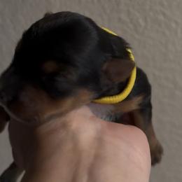 Ellie - Blue and gold female Yorkshire Terrier puppy in Wagoner, Oklahoma from Rosenthal Yorkies