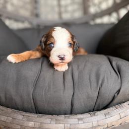 Chrome - Sable male Bernedoodle puppy in Ocala, Florida from Bernedoodles of Florida