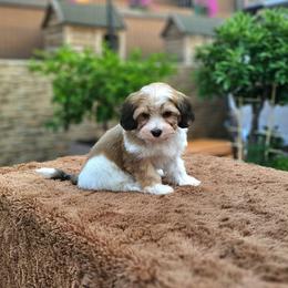 Cavachon, Cavalier King Charles Spaniel, Cavapoo, and Havanese Puppies from Peaks Pups & Cavachon Love Chocolate Cavaliers, Cavaliers, Cavachon’s, Cavapoos & Havanese