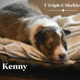 Kenny-Brown collar - Sable and white male Shetland Sheepdog puppy in Gladbrook, Iowa from T Triple C Shelties