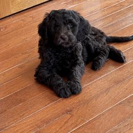 Goldendoodle Puppies from Dani’s Doodles