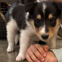 Noelle - Black white and tan female Collie puppy in Underwood, Indiana from Third Gen Collies