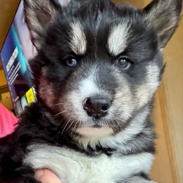 Bear - Agouti and white male Siberian Husky puppy in Walker, Louisiana from TRUHUSKY SIBERIANS