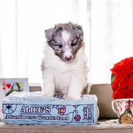 Rose - Blue merle and white female Shetland Sheepdog puppy in Spanaway, Washington from Luxe Shetland Sheepdogs