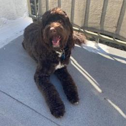 Harmon - Australian Labradoodle