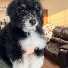 Timber (2,600) - Black and white male Bernedoodle puppy in Grandview, Texas from Big Sky Bernedoodles