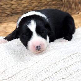 Calypso - Black tri-color female Australian Shepherd puppy in Unionville, Iowa from Soap Creek Kennels