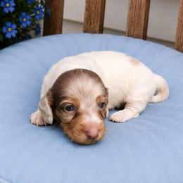 Loki - Dapple male Dachshund puppy in Augusta, Georgia from Cherokee Hill Dachshunds