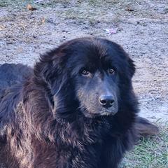 Raven - Colorado Mountain Dog