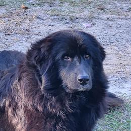 Raven - Colorado Mountain Dog