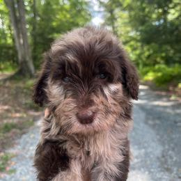 Rose - Merle female Goldendoodle puppy in New Ringgold, Pennsylvania from Hawk Mountain Doodles