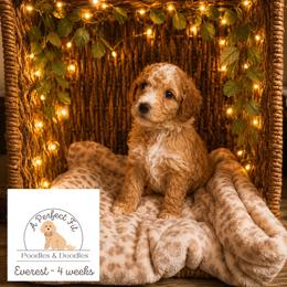 Everest - Apricot male Goldendoodle puppy in Lake Charles, Louisiana from Perfect Fit Poodles & Doodles