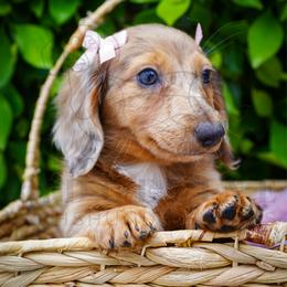 Diamond - Dapple female Dachshund puppy in Temecula, California from Naomi Magee's Dachshund Kennel