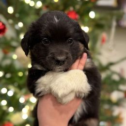 Coal - Black tri male Miniature Australian Shepherd puppy in Clarksville, Tennessee from Southern Oak Pups