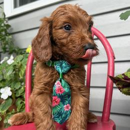 Cypress - Red  male Goldendoodle puppy in Camden, North Carolina from Oopsie Doodles of NC