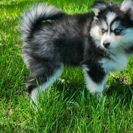Laurel - Black and white Pomsky puppy in Minnesota from Taival Puppies