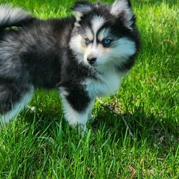 Laurel - Black and white Pomsky puppy in Minnesota from Taival Puppies