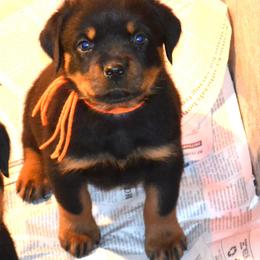 So cute and outging, loves to give kisses - Black and mahogany female Rottweiler puppy in Dawson Springs, Kentucky from Lakeview Rottweilers