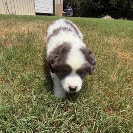 Alpha - Blue merle male Miniature Australian Shepherd puppy in Weatherford, Texas from F & T Aussies