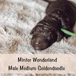 Spot 4 - Chocolate male Goldendoodle puppy in Redmond, Oregon from Bourbon and Lace Doodles