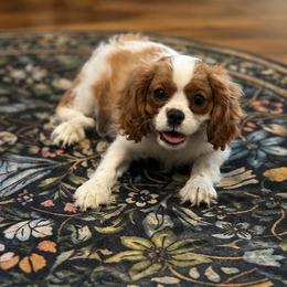 Uma - Blenheim female Cavalier King Charles Spaniel puppy in Mount Dora, Fl, Florida from Breezy Palms Cavaliers