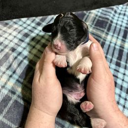 Aussiedoodle Puppies from Scruffypups