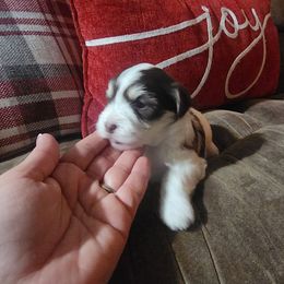 Gingerbread - Chocolate female Havanese puppy in Jennings, Florida from Mountain Dream Acres