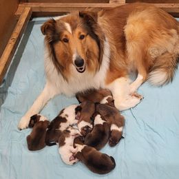 Collie Puppies from Doggy Haven Collies