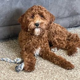Bodie - Goldendoodle
