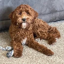 Bodie - Goldendoodle