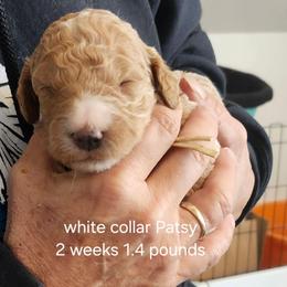 White collar Patsy - Apricot female Goldendoodle puppy in Fairmount, Indiana from Capens' Doodles,Poodles and Poo's