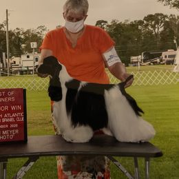 Paige - Cocker Spaniel