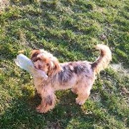 Maltipoo and Yorkipoo All Grown Up from Junes Maltipoos
