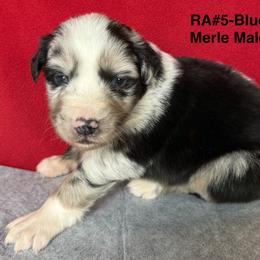 RA5 - Blue merle male Australian Shepherd puppy in Ada, Ohio from Windy Hill Aussies