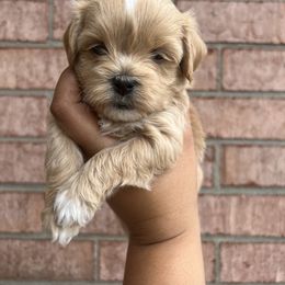 Maltese, Maltipoo, and Poodle Puppies from Healing Pawz LLC