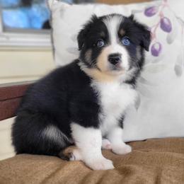 Australian Shepherd Puppies from RussKris Farms Aussies
