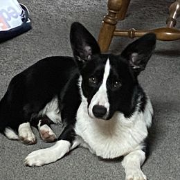 Murphy - Cardigan Welsh Corgi