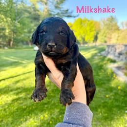 Milkshake - Phantom female Bernedoodle puppy in Midland, Michigan from Northern Charm Farm