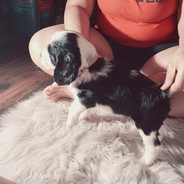 English Springer Spaniel Puppies from Savannah River Springers
