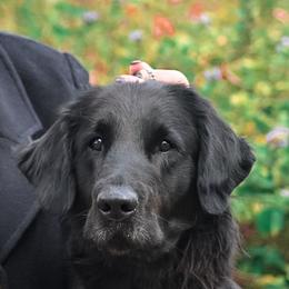 Sadie - Flat-Coated Retriever