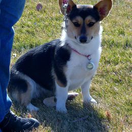Pembroke Welsh Corgi Puppies from Iron Moss Ranch