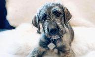 Irish Wolfhound puppy stares into the camera 