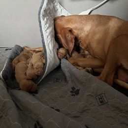 Girl 1 - Golden rust female Vizsla puppy in Chipley, Florida from GT Gundogs