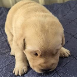 Carol, burgundy collar - Yellow female Labrador Retriever puppy in Greenwich, Ohio from Pure Gem Kennel
